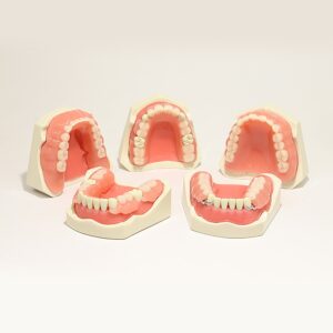 Aged Care Dental Manikin Kit - Image 5
