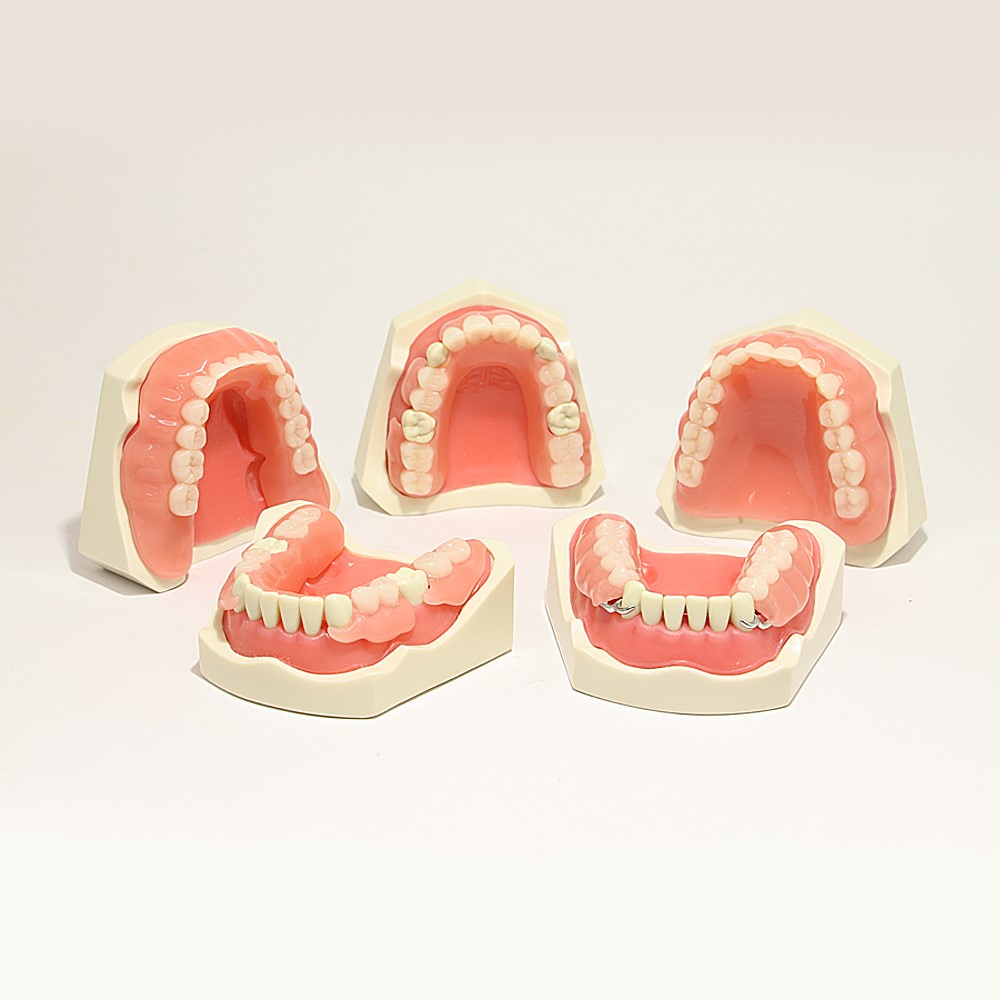 Aged Care Dental Manikin Kit - Image 5